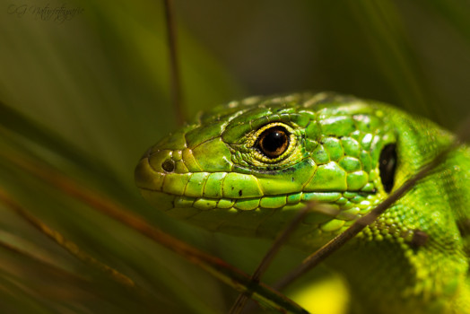 Westliche Smaragdeidechse - Western Green Lizard