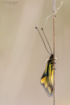 Libellen-Schmetterlingshaft - Owlfly