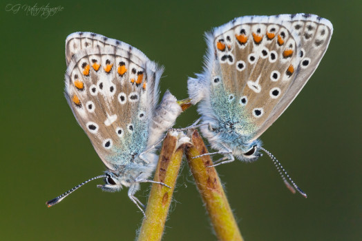 Bläulinge - Common Blues