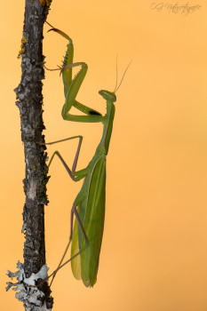 Gottesanbeterin - European Mantis