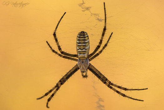 Wespenspinne - Wasp Spider