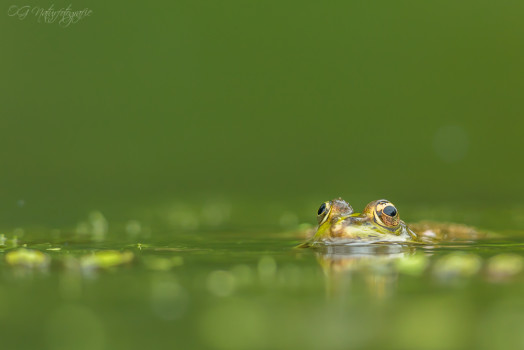 Teichfrosch - Green Frog