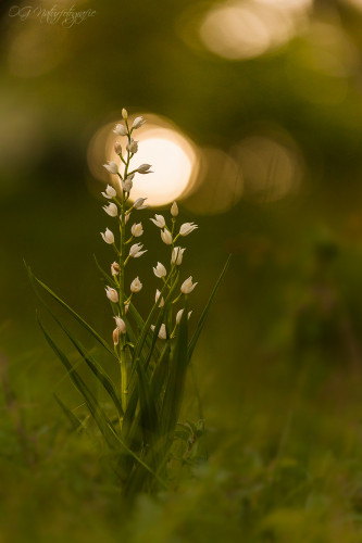 Langblättriges Waldvöglein - Sword-leaved Helleborine