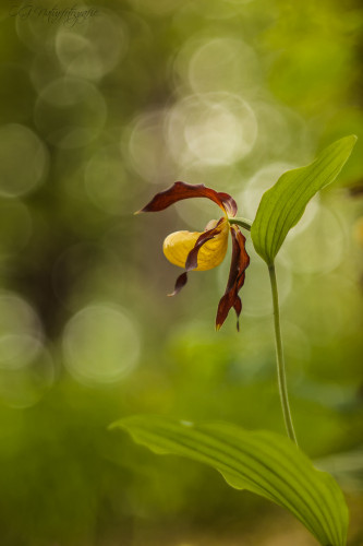 Gelber Frauenschuh - Lady's-slipper Orchid