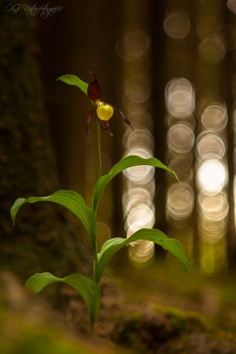 Gelber Frauenschuh - Lady's-slipper Orchid
