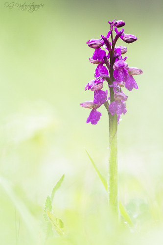 Kleines Knabenkraut - Green-winged Orchid