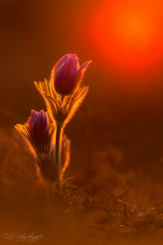 Kuhenschelle - Pasqueflower