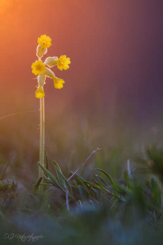 Echte Schlüsselblume - Cowslip