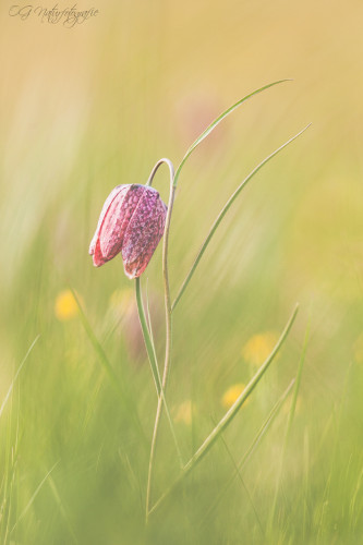 Schachbrettblume - Snake's Head