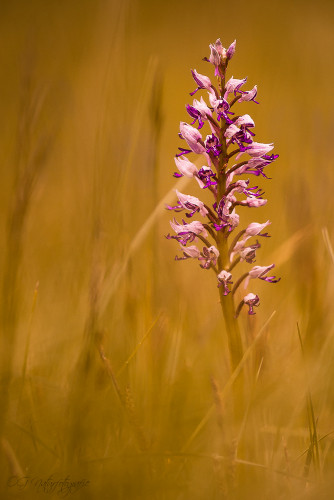 Helm-Knabenkraut - Military Orchid