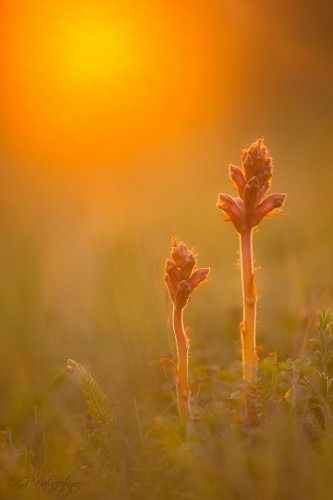 Sommerwurz - Broomrape