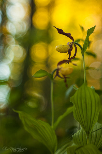 Gelber Frauenschuh - Lady's Slipper Orchid