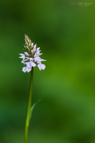 Fuchs-Knabenkraut - Common Spotted Orchid