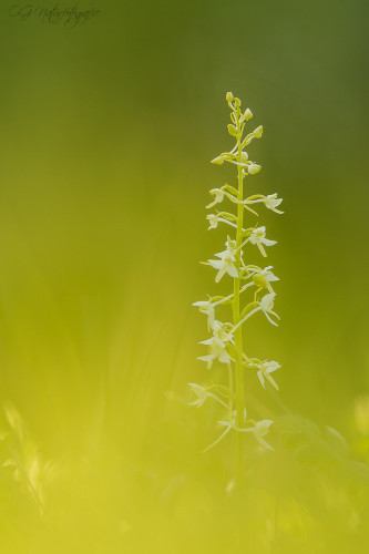 Weiße Waldhyazinthe - Lesser Butterfly Orchid