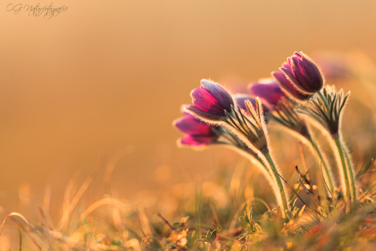 Kuhschelle - Pasqueflower