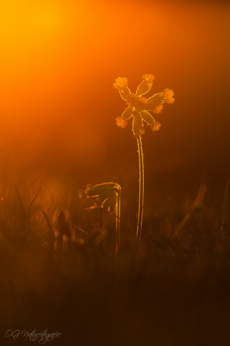 Echte Schlüsselblume - Cowslip