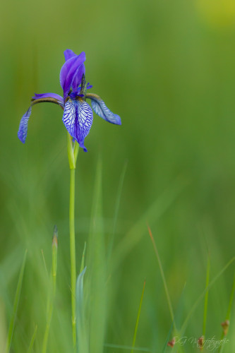 Sibirische Schwertlilie - Iris Sibirica