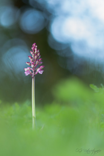 Helm-Knabenkraut - Military Orchid