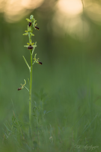 Große Spinnenragwurz - Early Spider Orchid