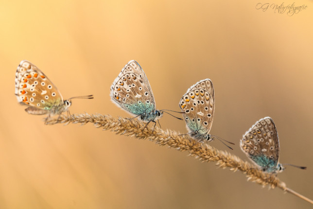 Bläulinge - Common Blues