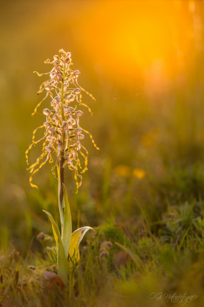 Bocks-Riemenzunge - Lizard Orchid