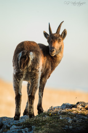Alpensteinbock - Alpine Ibex
