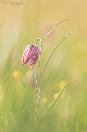 Schachbrettblume - Snake's Head Fritillary