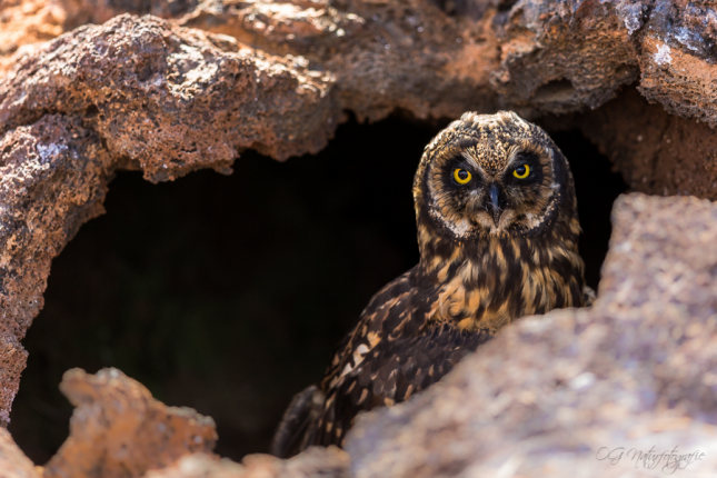 Galapagos-Ohreule - Galapagos short eared owl
