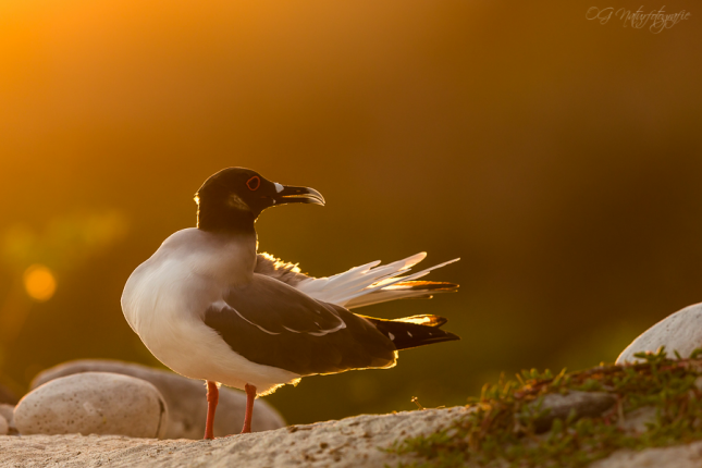 Gabelschwanzmöwe - Swallow-tailed gull