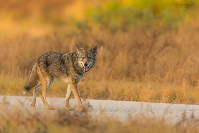 Kojote - Coyote