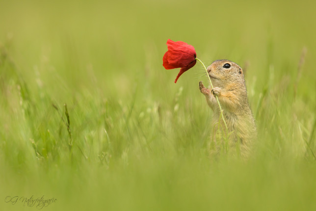 Ziesel - European Ground Squirrel