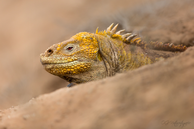 Drusenkopf - Galapagos land iguana