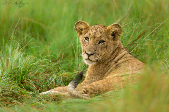 Löwe - Lion