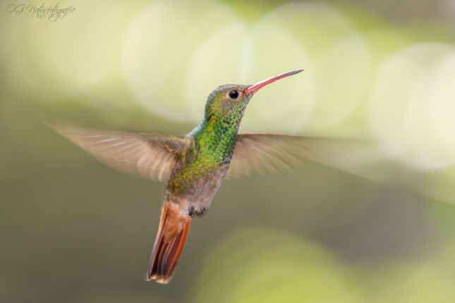 Braunschwanz-Amazilie - Rufous-tailed hummingbird