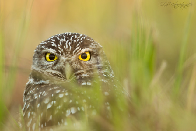 Kaninchenkauz - Burrowing Owl
