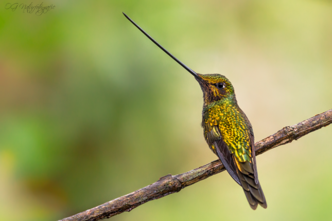 Schwertschnabelkolibri - Sword-billed hummingbird