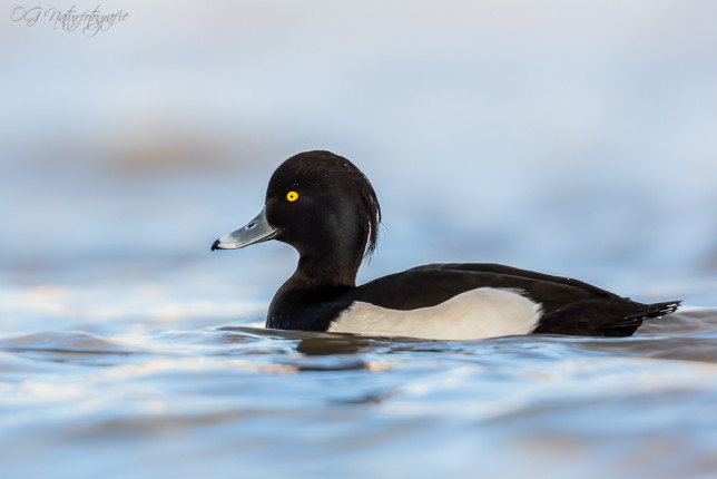 Reiherente - Tufted Duck