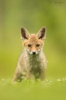 Rotfuchswelpe - Red Fox Puppy
