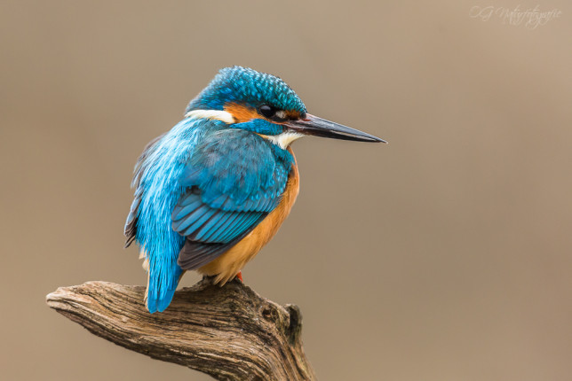 Eisvogel - Kingfisher
