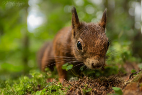 Eichhörnchen - Red Squirrel