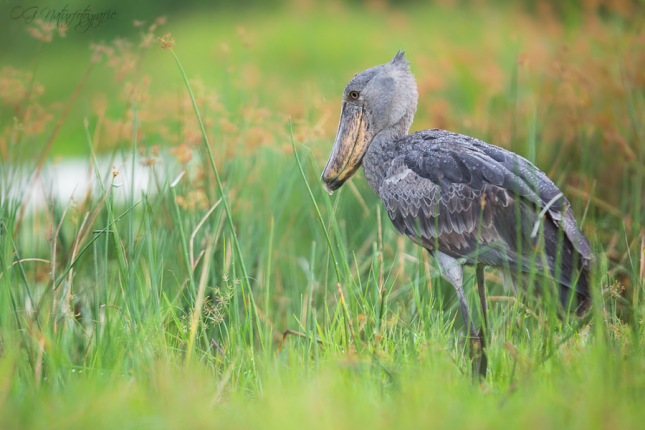 Schuhschnabel - Shoebill