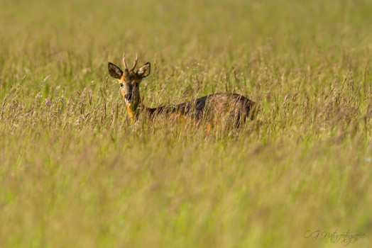 Reh - Roe Deer