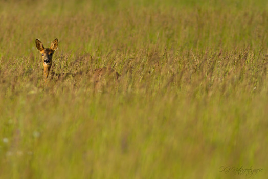 Reh - Roe Deer
