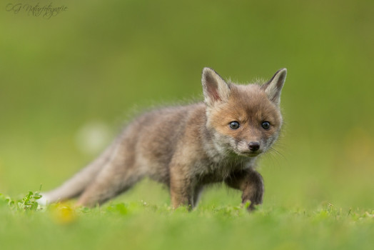 Rotfuchswelpe - Red Fox Puppy