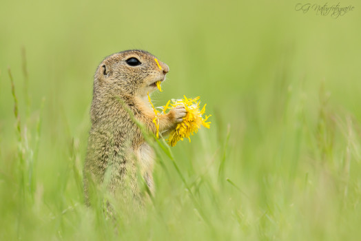Ziesel - European Ground Squirrel