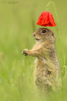 Ziesel - European Ground Squirrel