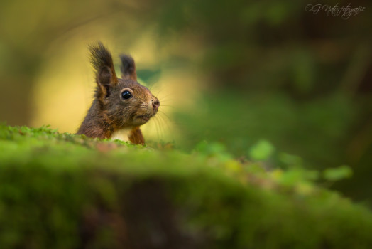 Eichhörnchen - Red Squirrel