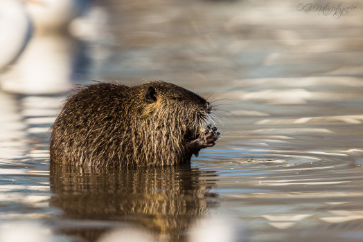 Nutria