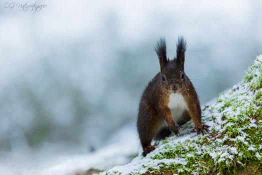 Eichhörnchen - Red Squirrel