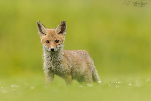 Rotfuchswelpe - Red Fox Puppy